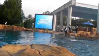 Dine With Shamu Tilikum Orlando Florida [upl. by Kaela]