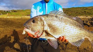 Southern Cape MUSSELCRACKERBRUSHER Fishing Adventure fishing White Mussel Cracker [upl. by Aniretak]