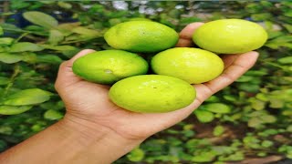 lemon harvestingMalayalam vlog veyil [upl. by Aliab]