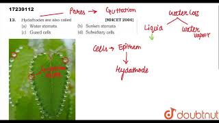 Hydathodes are also called [upl. by Samuella]