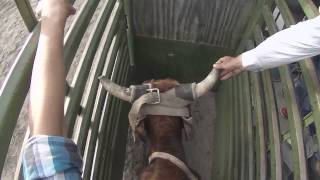 First Steer ride Gopro [upl. by Nirra151]