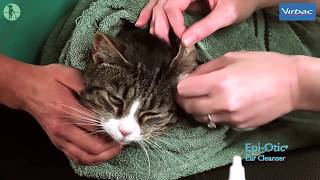 How to clean your cats ears [upl. by Raynata]