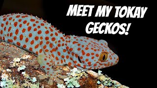 MEET MY TOKAY GECKOS  FEEDING  Reptiliatus [upl. by Ladonna]