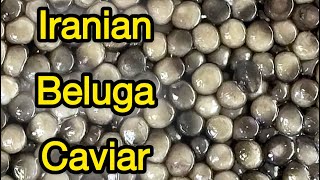 Beluga huso huso premium caviar caviar belugacaviar fish seafood fishmeat fishing beluga [upl. by Iaka]