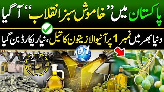 Big Olive oil Extraction in Pakistan   Olive oil Farming  Made In Pakistan [upl. by Miah]