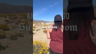 Anza Borrego Super Bloom superbloom wildflowers [upl. by Arraek373]