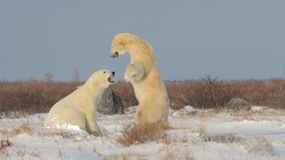 Giant Polar Bears playing in the snow דובי קוטב ענקיים בהאבקות Isbjørn [upl. by Seeto]