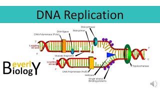 DNA replication [upl. by Aineval]