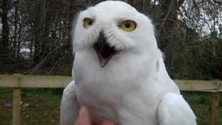 Harry Potter owls Hedwig and Errol in Aberdeenshire [upl. by Novello]