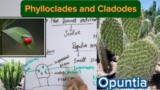 Phylloclade and cladodeModification in stemFull explaination in Hindi [upl. by Lucilia]