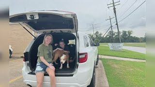 Many animals at Beaumont Animal Care still looking for a home [upl. by Trisha]