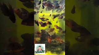 African Red Jewel Cichlid Breeding [upl. by Asikal103]