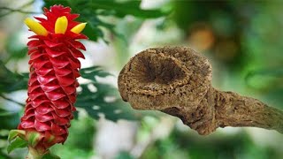 Health Benefits Of Costus Root [upl. by Ydde]