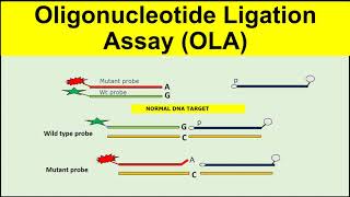 Oligonucleotide Ligation AssayOLA [upl. by Steck]