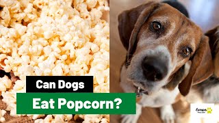 Can Dogs Eat Popcorn All You Need to Know [upl. by Lonna]