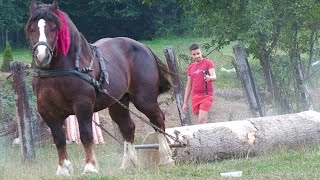 Armăsarii lui Ovidiu Brieac de la Păltinoasa  Bucovina 2023 [upl. by Carlisle568]