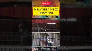 perkutut gacor ngayer negel petetan di dadakbuat masteran pancingan perkutut bird perkututlokal [upl. by Fabiano]