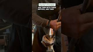 Farrier Trimming Hooves Supplemented with Farriers Formula hooftrimming farrier horse [upl. by Ahsyla]