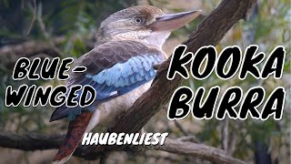 Bluewinged Kookaburra Dacelo leachii ♀  Haubenliest [upl. by Gordan]