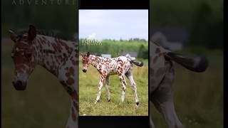 horse riding  Natural Horse Training horse youtube shortshorse [upl. by Sells]