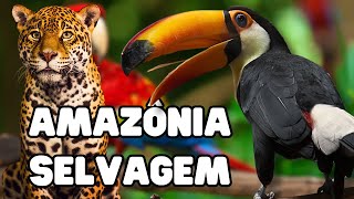 AMAZÔNIA SELVAGEM  Documentário  ANIMAIS DA AMAZÔNIA  Vida Selvagem [upl. by Yhtomiht]