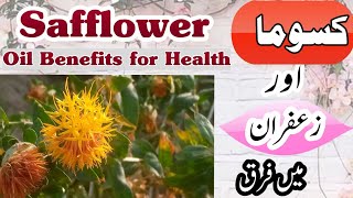 Safflower Cultivation Safflower vs Saffron Kusuma Cultivation Safflower seeds oil benefits [upl. by Windy]