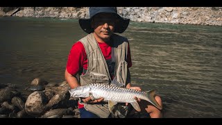 Golden Mahseer fishing in Rangit river [upl. by Bonilla]