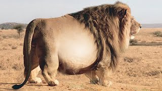 15 Fattest Animals in the World [upl. by Enidlarej657]