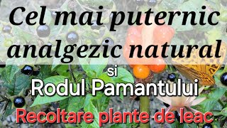 Cel mai puternic analgezic natural  Rodul pământuluiMatraguna [upl. by Aihtyc]