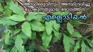 എല്ലൊടിയന്‍അസ്ഥിഒടിവിനും അസ്ഥിദ്രവിച്ചു പോകുന്നതുമായ രോഗത്തിന്  HOYA WIGHTI  Ellodiyan plant [upl. by Hserus474]