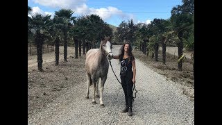 Von quotunberührbarquot zur Freiarbeit  Taming a wild horse California [upl. by Yvonner]