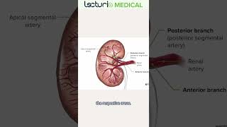 Understanding Renal Artery Anatomy 🩸 lecturio usmleprep [upl. by Jenifer]