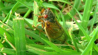 Cicadas jump the gun in local areas [upl. by Jamieson]