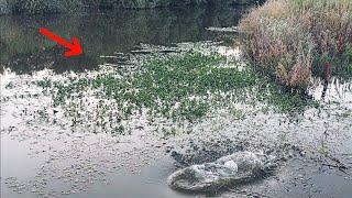 Sacramento river fishing reportCalifornia Delta fishing [upl. by Warga303]