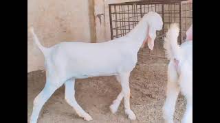 White bakriyoo Ka pair for sale in Pakistan Lahore please 🥺 subscribe [upl. by Kcinemod467]