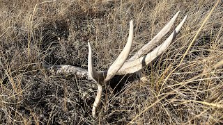 Shed Hunting 2024 “Shedathon” [upl. by Eberly359]