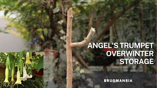 Overwinter tips for the Brugmansia  Angels Trumpet plant [upl. by Ybrad218]