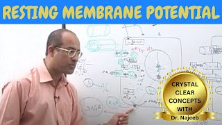 Resting Membrane Potential  Neurology  Dr Najeeb [upl. by Clara]