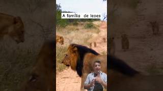 a família de leões lion africa safari lioncubs [upl. by Scammon361]