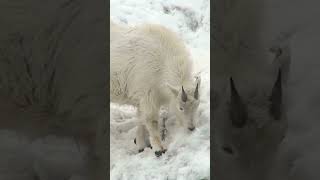 Avalanches threaten the lives of mountain goats nntalentedgoat [upl. by Hyacinth]