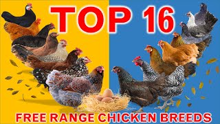 Top 16 Best Pure Breed Chickens in the World for Free Range Farming  Gives 150  320 Eggs per Year [upl. by Atnicaj638]