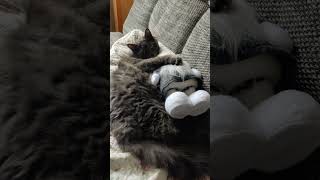 Cooool nebelung cat love cat funny [upl. by Tanny]