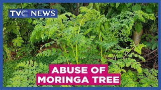 Experts warn against abuse of Moringa tree [upl. by Giuseppe181]