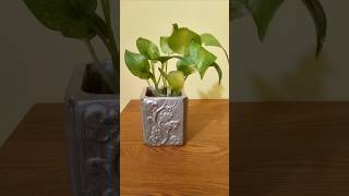 Indoor plants decoration in water homedecor homegarden houseplants moneyplant viralshorts [upl. by Cirted]