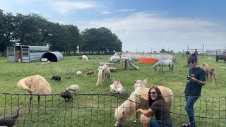 Random Okie Farms Live Hang Out with Animals [upl. by Ellesirg861]