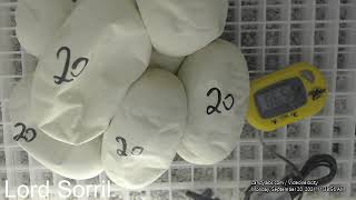 Ball Pythons Hatching  Time Lapse  Clutch20  2021 [upl. by Assiran]