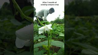 लोबिया की खेती  After 1 month of sowing cowpea crop nature farming cowpea shorts [upl. by Ennaira]