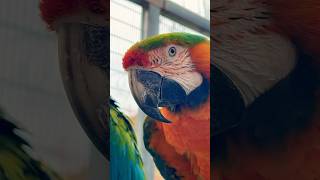 Polly want a cracker 🦜 aviary parrots [upl. by Edwards974]