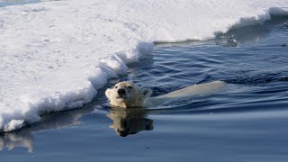 Swimming polar bear [upl. by Prue]