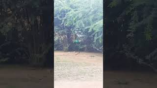 funny funnychicken kozhikoothugal funnycomedy funny [upl. by Yasui]